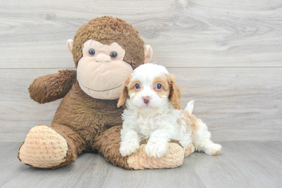 Playful Cavoodle Poodle Mix Puppy