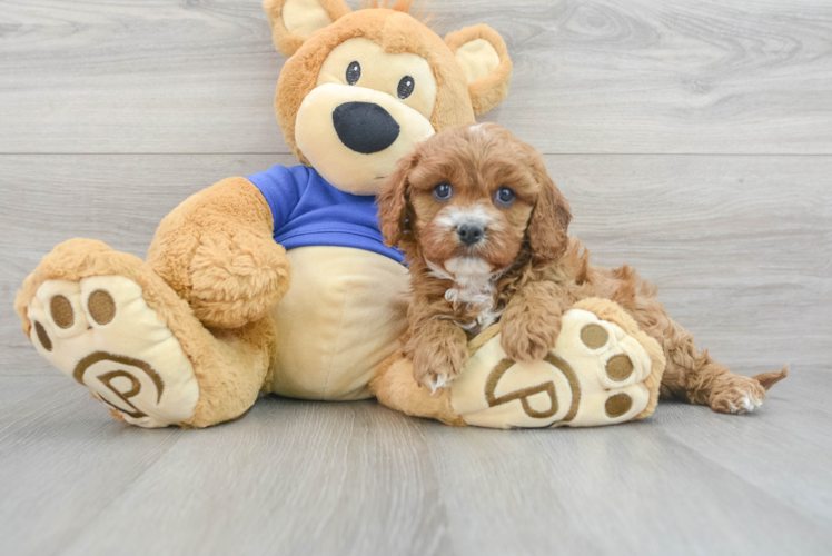 Sweet Cavapoo Baby