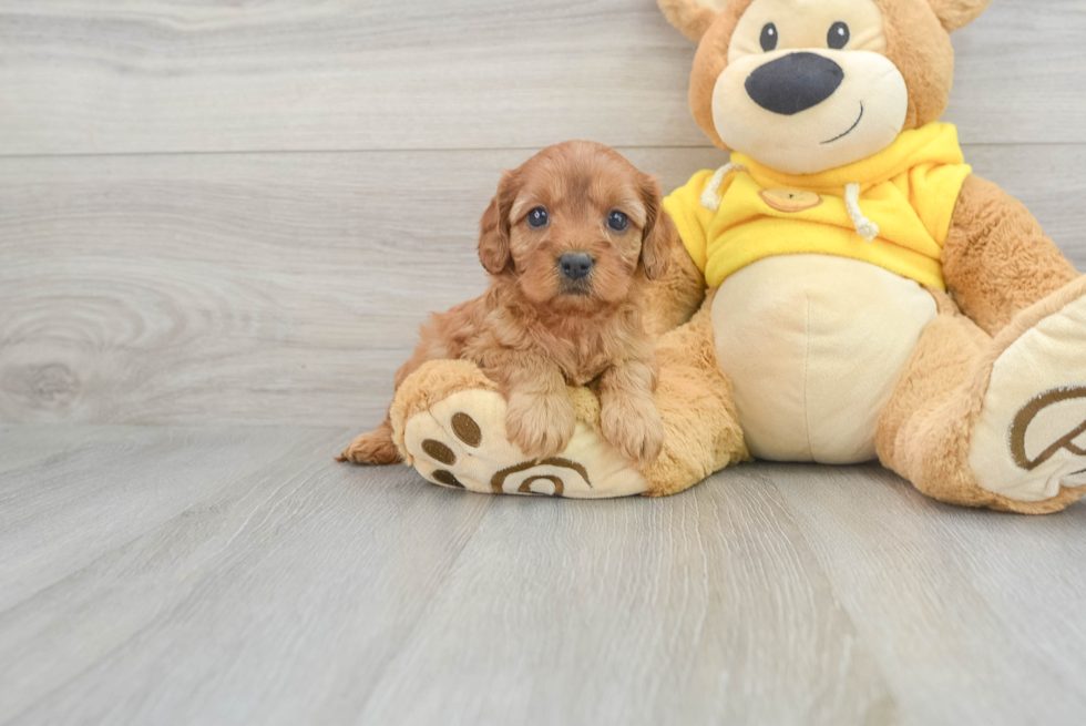 Best Cavapoo Baby