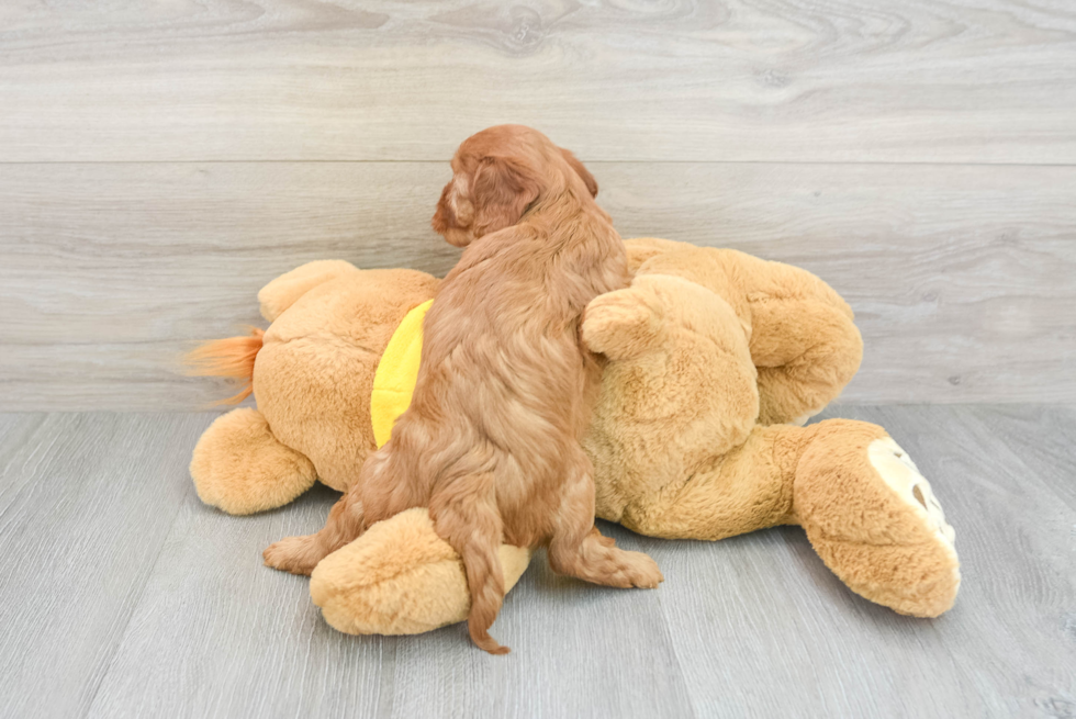 Little Cavoodle Poodle Mix Puppy