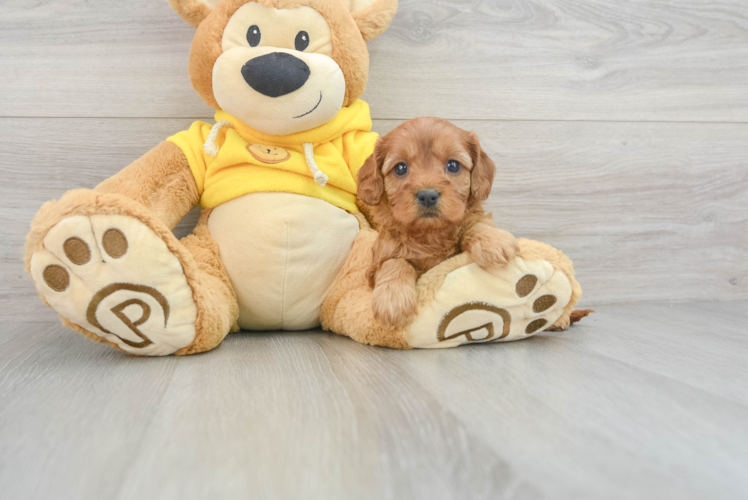 Energetic Cavoodle Poodle Mix Puppy