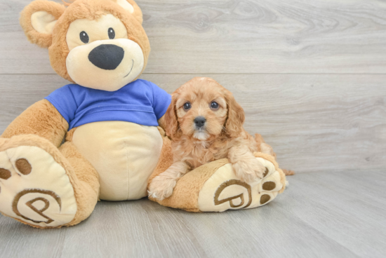 Cavapoo Puppy for Adoption