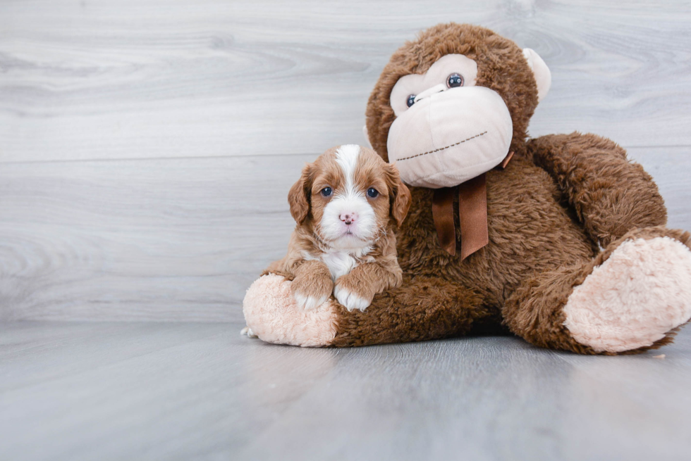 Cavapoo Puppy for Adoption