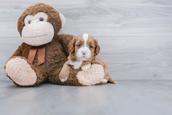 Cavapoo Puppy for Adoption