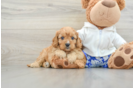 Best Cavapoo Baby