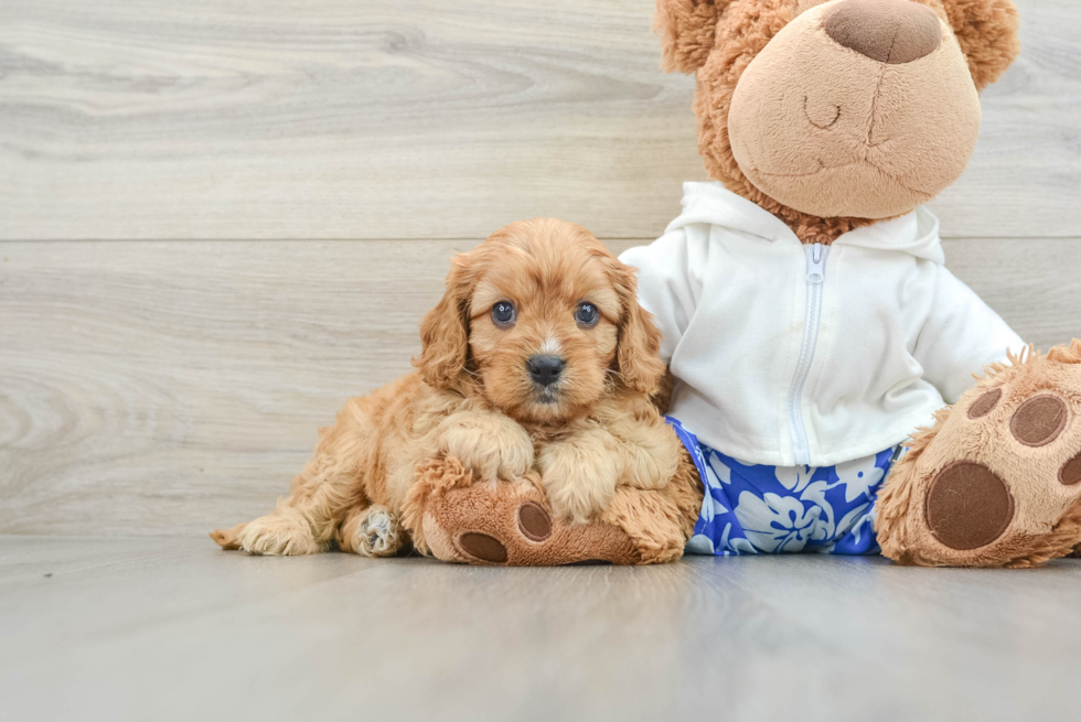 Best Cavapoo Baby