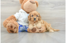 Best Cavapoo Baby