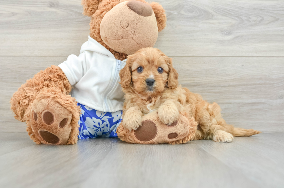 6 week old Cavapoo Puppy For Sale - Premier Pups