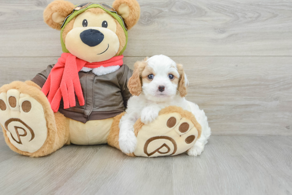 Hypoallergenic Cavapoo Lil Red: 5lb 1oz Doodle Puppy