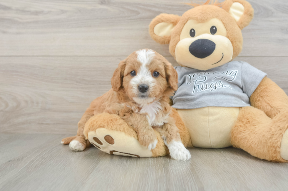 5 week old Cavapoo Puppy For Sale - Premier Pups