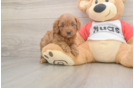 Cavapoo Pup Being Cute