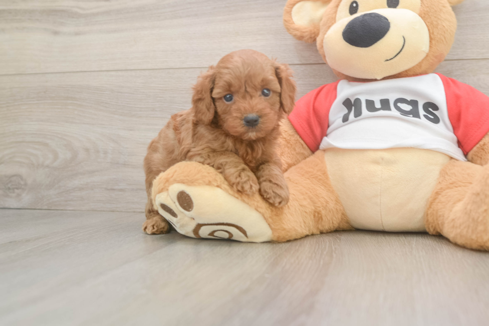 Cavapoo Pup Being Cute