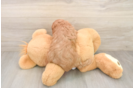 Funny Cavapoo Poodle Mix Pup