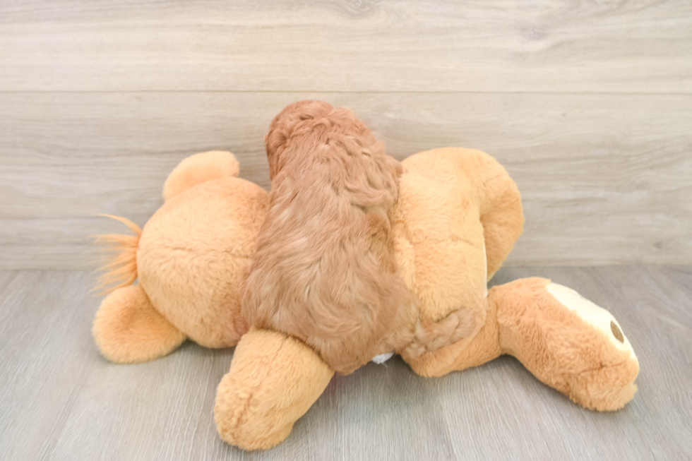 Funny Cavapoo Poodle Mix Pup