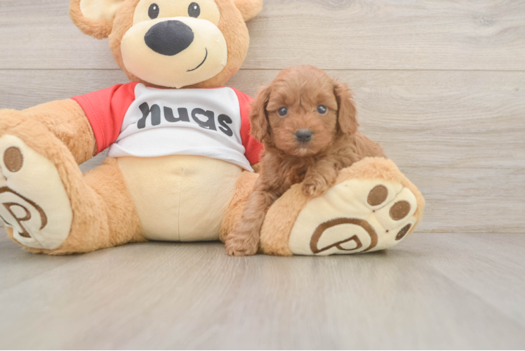 Best Cavapoo Baby