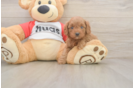 Best Cavapoo Baby