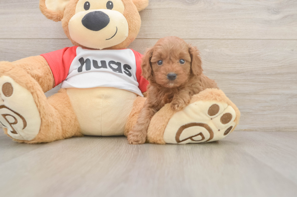 5 week old Cavapoo Puppy For Sale - Premier Pups