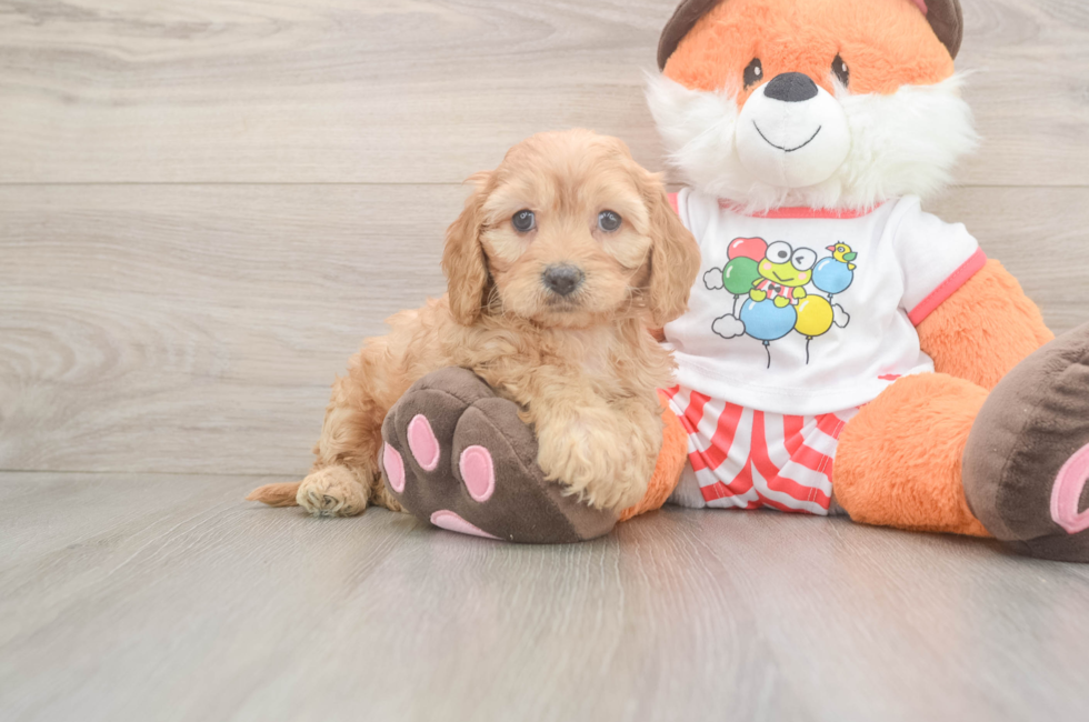 6 week old Cavapoo Puppy For Sale - Premier Pups