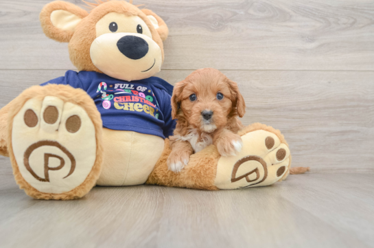 Cavapoo Pup Being Cute