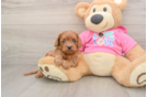 Best Cavapoo Baby