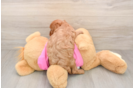 Petite Cavapoo Poodle Mix Pup