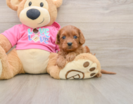 7 week old Cavapoo Puppy For Sale - Premier Pups