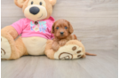 Best Cavapoo Baby