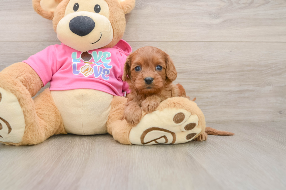 Best Cavapoo Baby