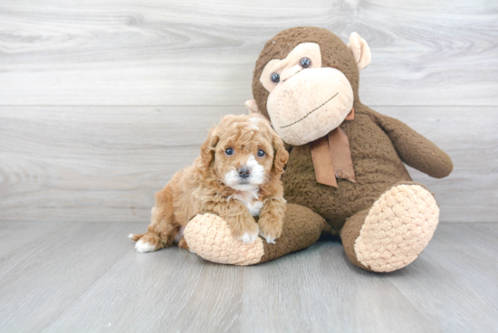 Best Cavapoo Baby