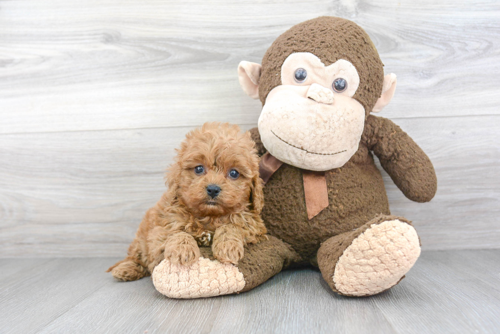 Hypoallergenic Cavoodle Poodle Mix Puppy