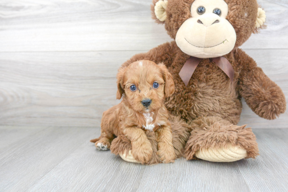 Cavapoo Puppy for Adoption