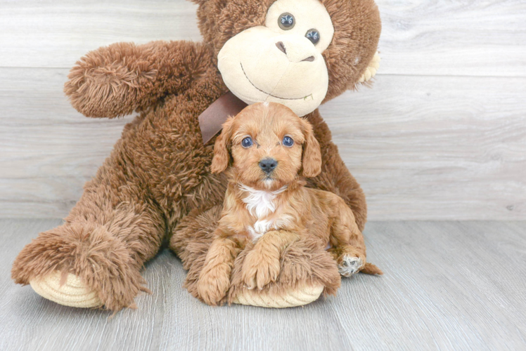 Popular Cavapoo Poodle Mix Pup