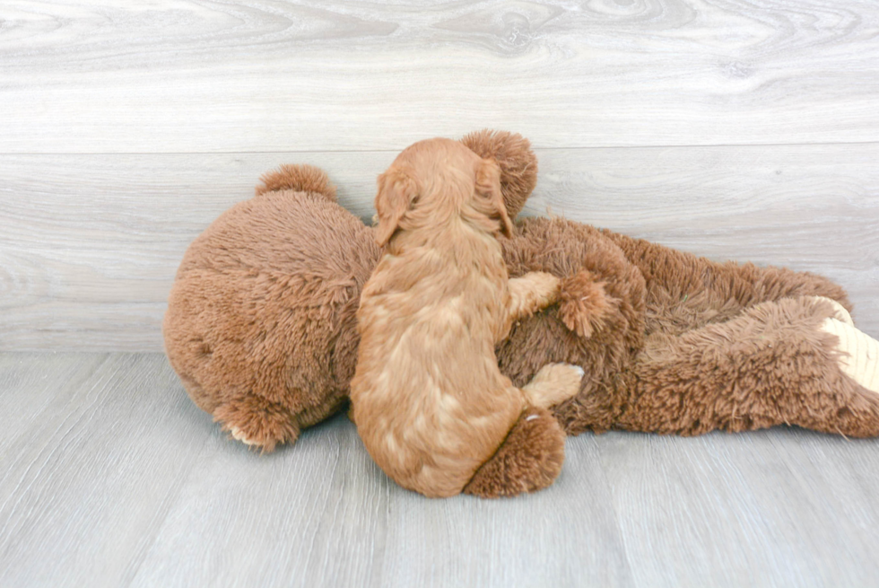 Cavapoo Puppy for Adoption