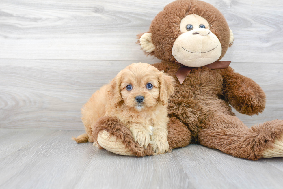 Hypoallergenic Cavoodle Poodle Mix Puppy