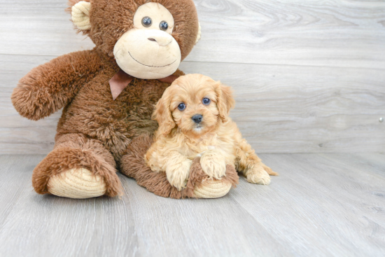 Sweet Cavapoo Baby