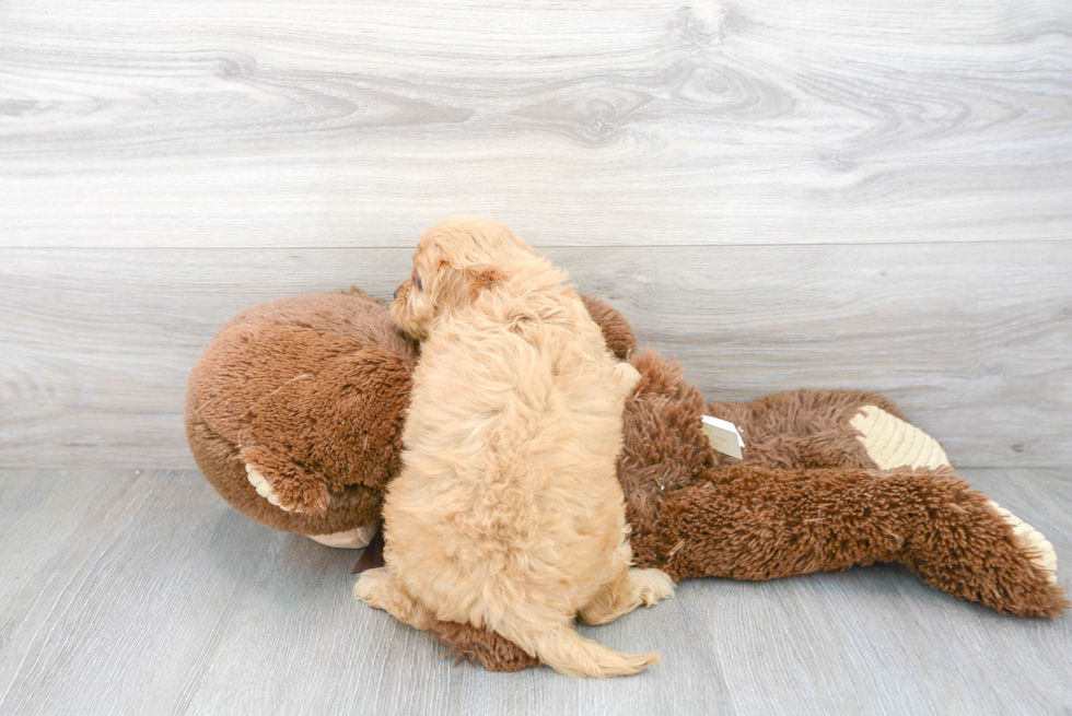 Popular Cavapoo Poodle Mix Pup