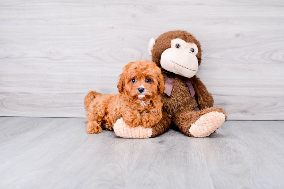 Cavapoo Pup Being Cute