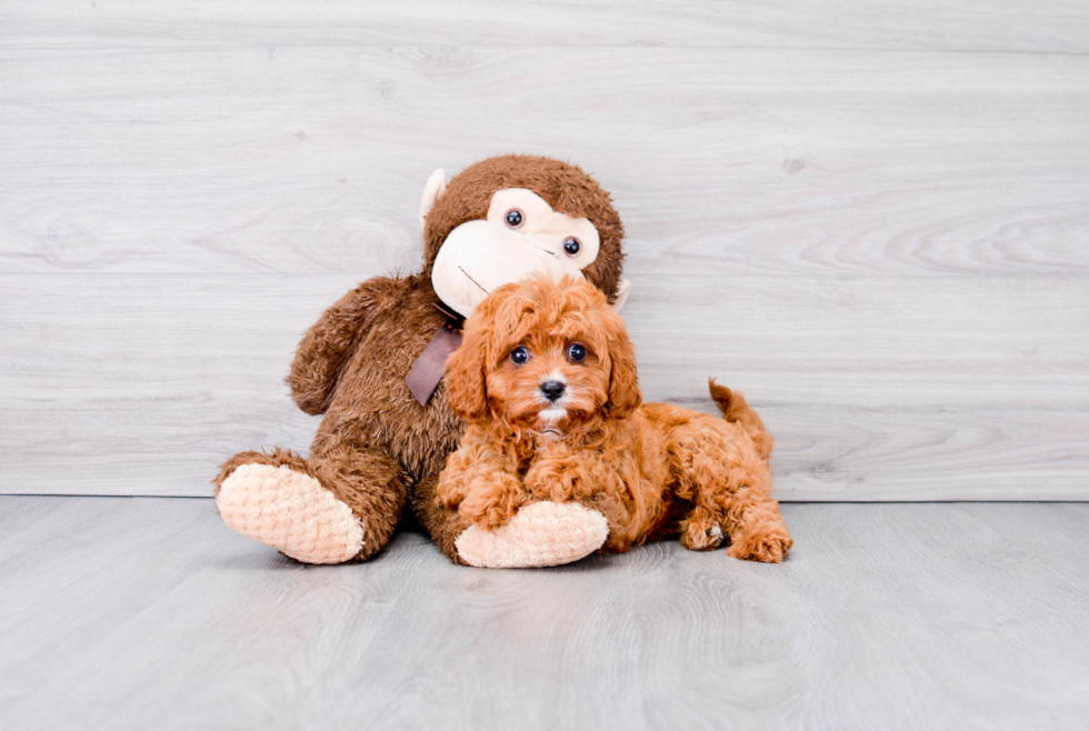 Cavapoo Pup Being Cute