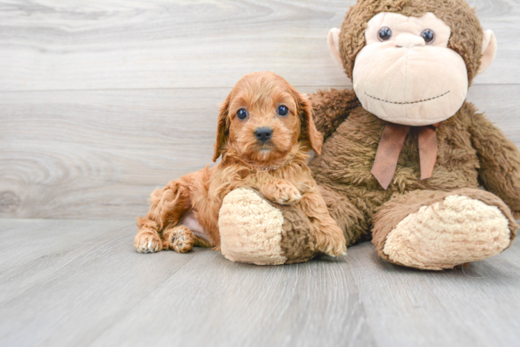 Happy Cavapoo Baby