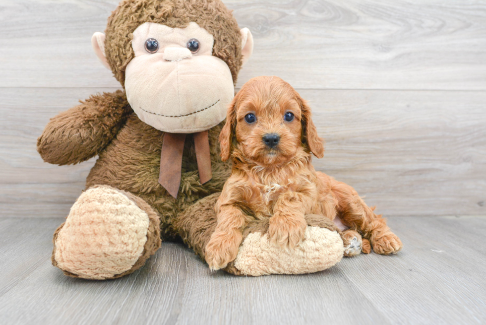 Best Cavapoo Baby