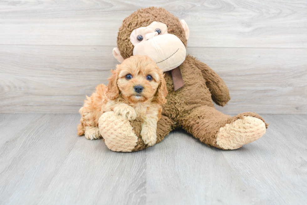 Smart Cavapoo Poodle Mix Pup