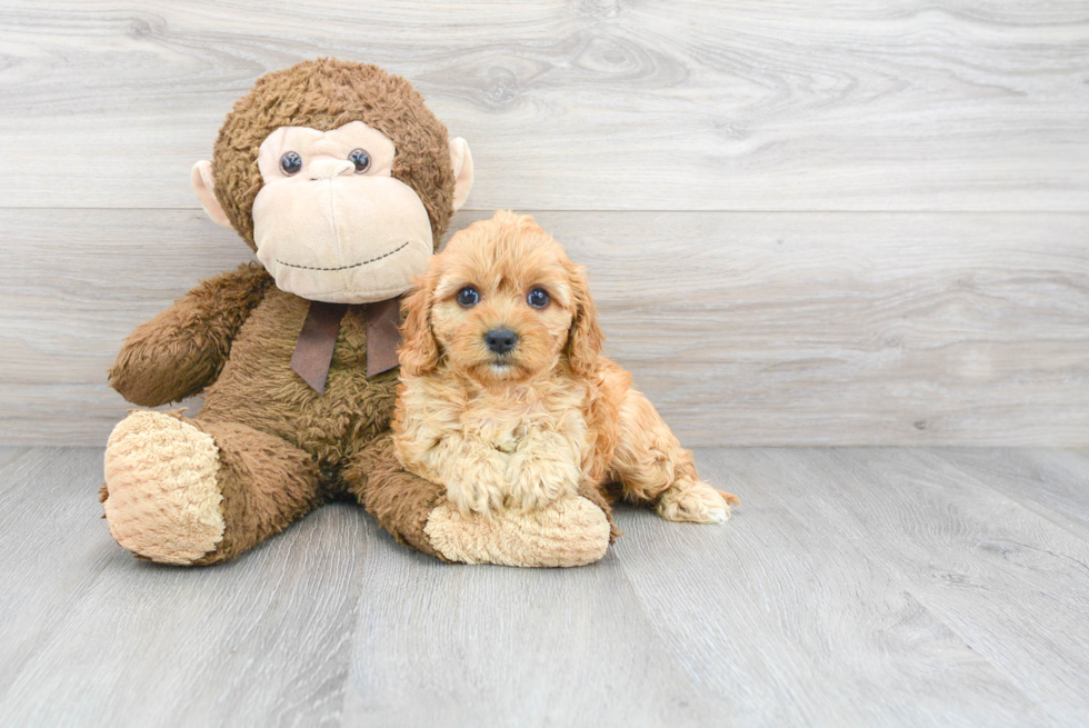 Cavapoo Puppy for Adoption