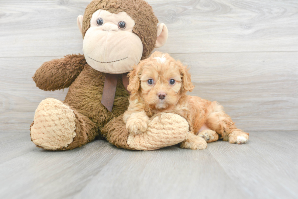 Funny Cavapoo Poodle Mix Pup