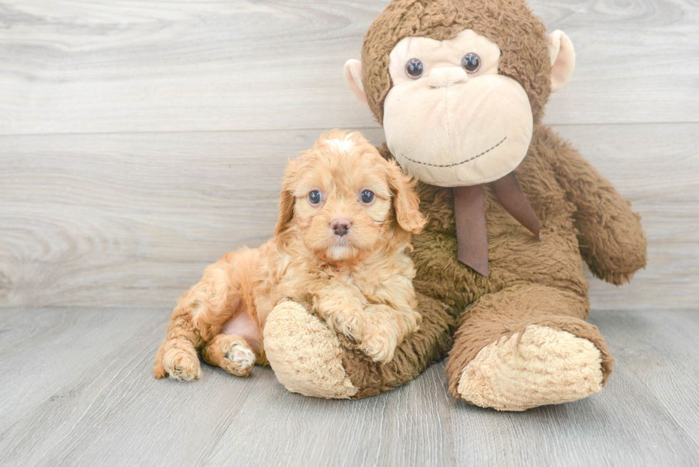 Energetic Cavoodle Poodle Mix Puppy