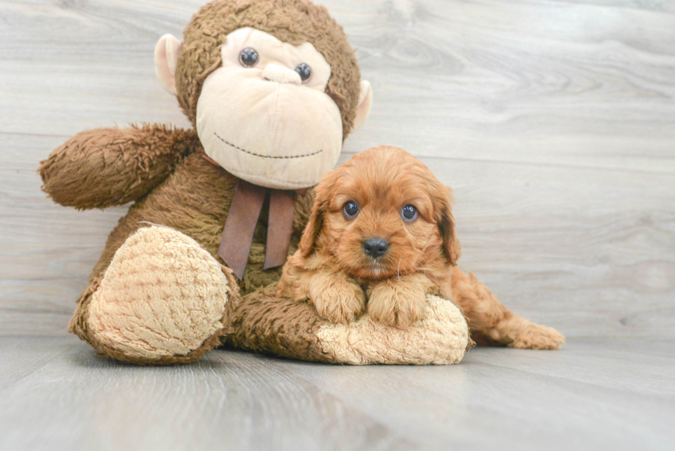 Cavapoo Pup Being Cute