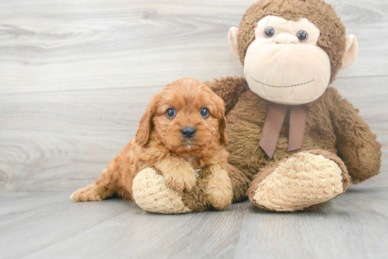 Cavapoo Pup Being Cute