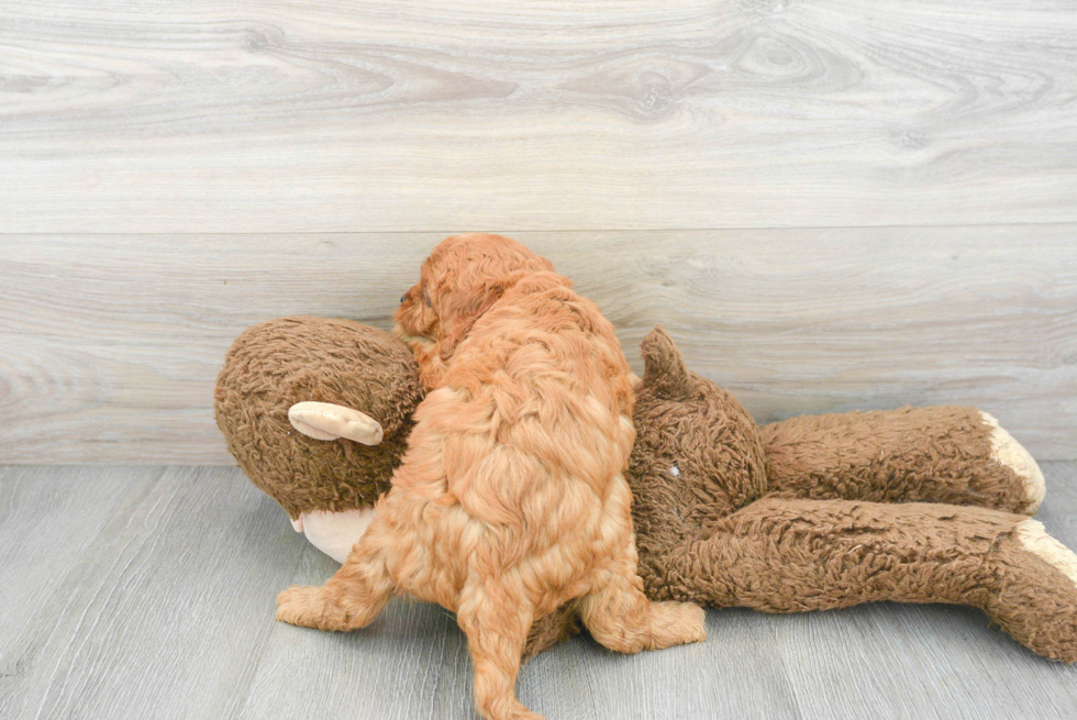 Fluffy Cavapoo Poodle Mix Pup