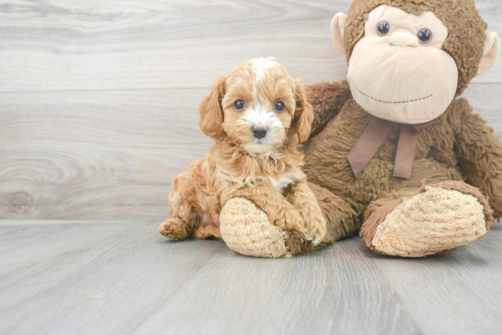 Best Cavapoo Baby