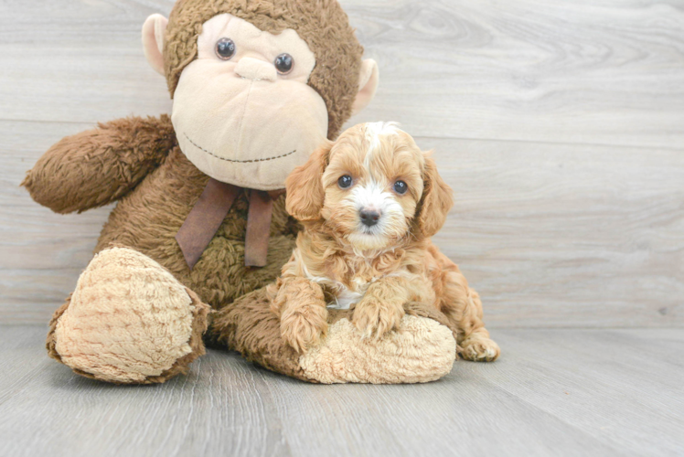 Cavapoo Pup Being Cute