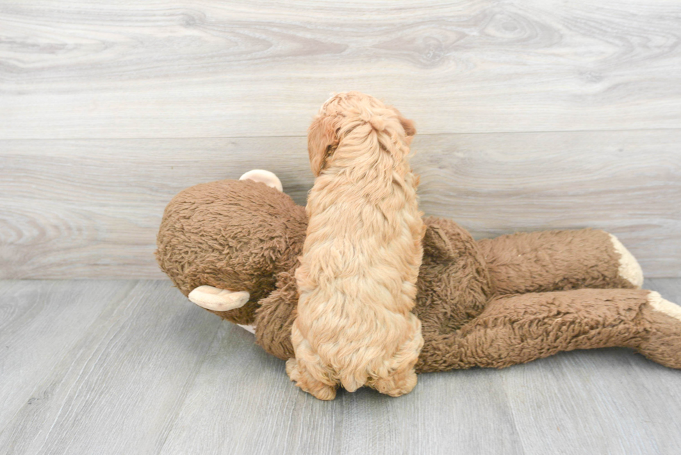 Best Cavapoo Baby